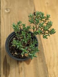 Image result for Crassula sarcocaulis