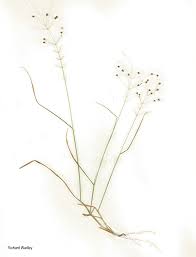 Image result for Sporobolus panicoides