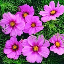 Find artificial flowers in bulk such as roses, lilies, daisies, carnations, garlands, and more for just $1 each at dollar tree. Cosmos Seeds Rose Flower Seeds In Packets Bulk Eden Brothers