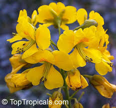 Image result for Caesalpinia cassioides