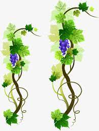 Png Grape Vine Vector Material Vine Creative Grape Grape Vector Png Transparent Clipart Image And Psd File For Free Download Grape Vines Vines Clip Art