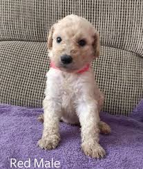 Check spelling or type a new query. Goldendoodle Puppies For Sale Davenport Fl 305637