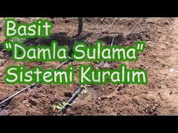 Damlamasulama #damlamasulamasistemi #ucuzdamlamasulamakurulumu damlama sulama sistemi kurulumu nasıl yapılır. Bahcemize Damla Sulama Sistemi Yapalim Youtube