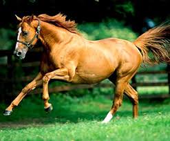 Ibero horse page with past performances, results, pedigree, photos and videos. Browse Or List Horses For Sale Secure And Safe Equine Organiser