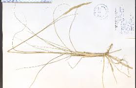 Image result for Sporobolus agrostoides