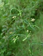 Image result for Rhynchosia micrantha