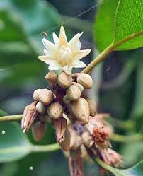 Image result for Mimusops obtusifolia