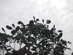 Image result for Tessmannia