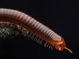 Similar to other insects, ants also have 6 legs and each leg with 3 joints. What S The Difference Between A Centipede And A Millipede