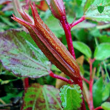 Image result for Corchorus aestuans