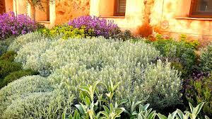 Jardin Patio 2009 Toledo Abril 2010 Backyard Garden Design Xeriscape Dry Garden