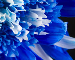 Download flower hd images and wallpapers with names. Blue Flowers Wallpapers Wallpaper Cave
