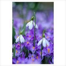 Crocus Tommasinianus Whitewell Purple With Galanthus The Crossing House Shepreth Cambridge Spring Flowers Beautiful Flowers Flowers