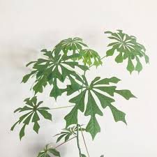 Image result for Manihot grahamii