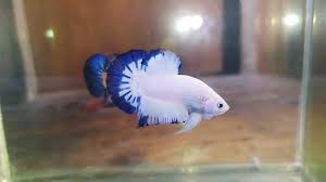Female Blue Rim Betta