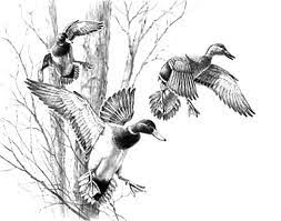 By the same artists that brought you the #1 amazon bestseller, stress relieving patterns, vol. Mallard Duck Coloring Pages Animal Illustration Art Hunting Drawings Animal Drawings