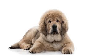 They are a primitive breed that is well adapted to life in high altitude habitats. Tibetan Mastiff Dog Breed Information