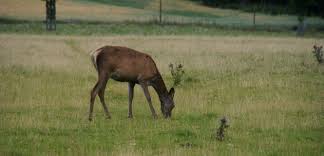 Maybe you would like to learn more about one of these? Deer In The Garden