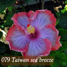 Pada kesempatan kali ini saya akan bunga adalah sebuah tumbuhan yang digemari di seluruh dunia karena tampilannya yang indah dan cantik yang sangat sedap dipandang mata. Pokok Bunga Raya Hibrid Hybrid Hibiscus Pokok Grafted Home Furniture Gardening On Carousell