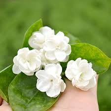 Includes all varieties like common jasmine, winter jasmine, italian jasmine, spanish jasmine with pictures. Amazon Com Tooget Fragrant Natural Pure Jasmine Buds Dried Jasmine Flowers Wholesale Herbal Tea 2 Oz Garden Outdoor