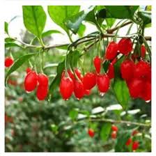 Goji, goji berry, or wolfberry (chinese: Bushy Organic Goji Berry Seed Lycium Barbarum 30 Shopee Malaysia