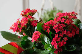 Oda sıcaklığının 12 derecenin altında olmamasına özen gösterin. Saksi Cicegi Bakimi