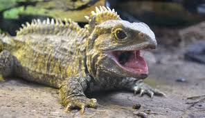 Image result for Rhynchotropis