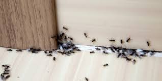 Enhance your purchase kills ants, roaches and over 20 household pests effective roach and ant killer (22,200) to use indoors, including sensitive areas such as kitchens customer review: The Best Ant Killer In 2020