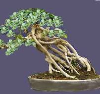 Styling a Ficus - Bonsai Empire