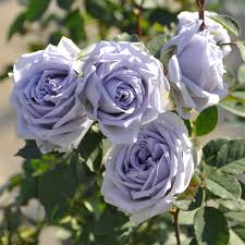 いばらきフラワーパーク