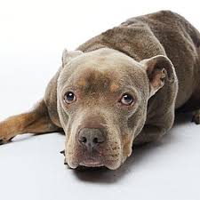 Use the nationwide database of dogs looking for good homes below! Dallas Tx American Staffordshire Terrier Meet Lenny A Pet For Adoption Pets Staffordshire Terrier Pet Adoption