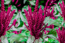 Beautiful purple flower of verbena bonariensis, also know as purpletop vervain, clustertop vervain, argentinian vervain, tall purple rose in vase. 20 Tall Flowers That Make A Strong Impact
