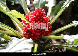 Image result for Palisota schweinfurthii