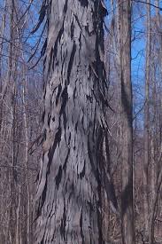 Pignut hickory (carya glabra) and bitternut hickory (carya cordiformis), both are also called smoothbark hickory, but carya cordiformis has smoother bark than carya glabra. Shagbark Hickory Carya Ovata Wild Seed Project