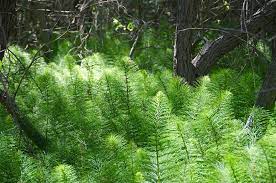 The stem of a horsetail is characterized by the presence of joints, or nodes: 14 2 Seedless Plants Biology Libretexts