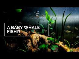 Baby Whale Fish Youtube