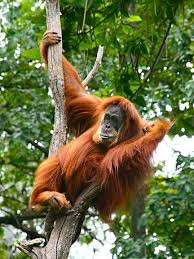 Endangered Species Spotlight Bornean Sumatran Orangutans Sumatran Orangutan Most Endangered Animals Orangutan
