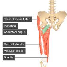 Check spelling or type a new query. Pectineus Muscle