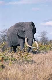 Stunning Wildlife On Twitter Africa Wildlife Animals African Elephant