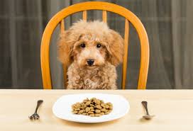 Giving them a jalapeno is like throwing a wrench into the gears. Party Foods You Can And Should Not Feed Your Pets Animal Kingdom Az