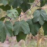 Image result for Thespesia garckeana