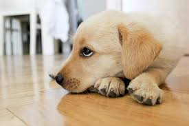 Comment Tuer Les Puces De Chien Naturellement Comment Tuer Les Puces Puces Chien Chien