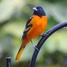 I also represent a professional baseball team curious what triggered this but i can't help to remember the one time he took/tweeted a picture of someone at a urinal & immediately deleted it. Wild Birds Unlimited Nature Shop