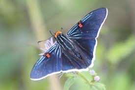 Image result for Polysphaeria ribauensis