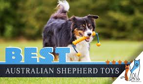 Toy australian shepherd dog breeders, aussies at willow river farm, aussies in motion, boot top aussies, city slickers ranch mini/toy aussies, cl quarter horses. 12 Best Dog Toys For Australian Shepherd In 2021