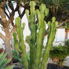 Image result for Euphorbia eranthes