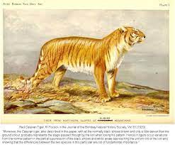 Mutant Big Cats Big Cats Rare Cats Cats