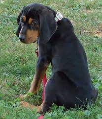 Black And Tan Coonhound For Sale In Michigan Black And Tan Coonhound Coonhound Puppy Coonhound Hound Puppies