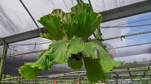 Image result for Platycerium elephantotis