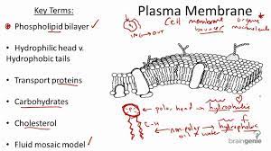 2 1 5 Plasma Membrane Structure And Function Youtube